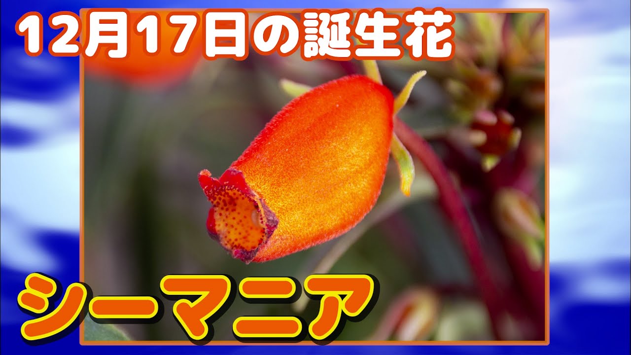 12月17日の誕生花 シーマニア どんな花 あなたに送る花言葉は Youtube