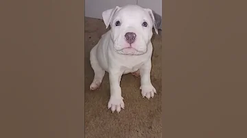 American Bully Puppy Bullybreed Pocketbully Abkcbully Americanbully 