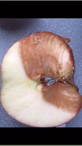How does a fresh apple vs a rotten apple look like under the microscope ...