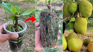 How to grafting jackfruit tree in ripe banana fruit using Coca Cola to stimulate faster fruiting