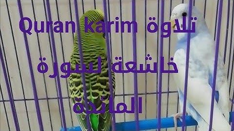 سورة المائدة الربع الثالث والرابع quran karim