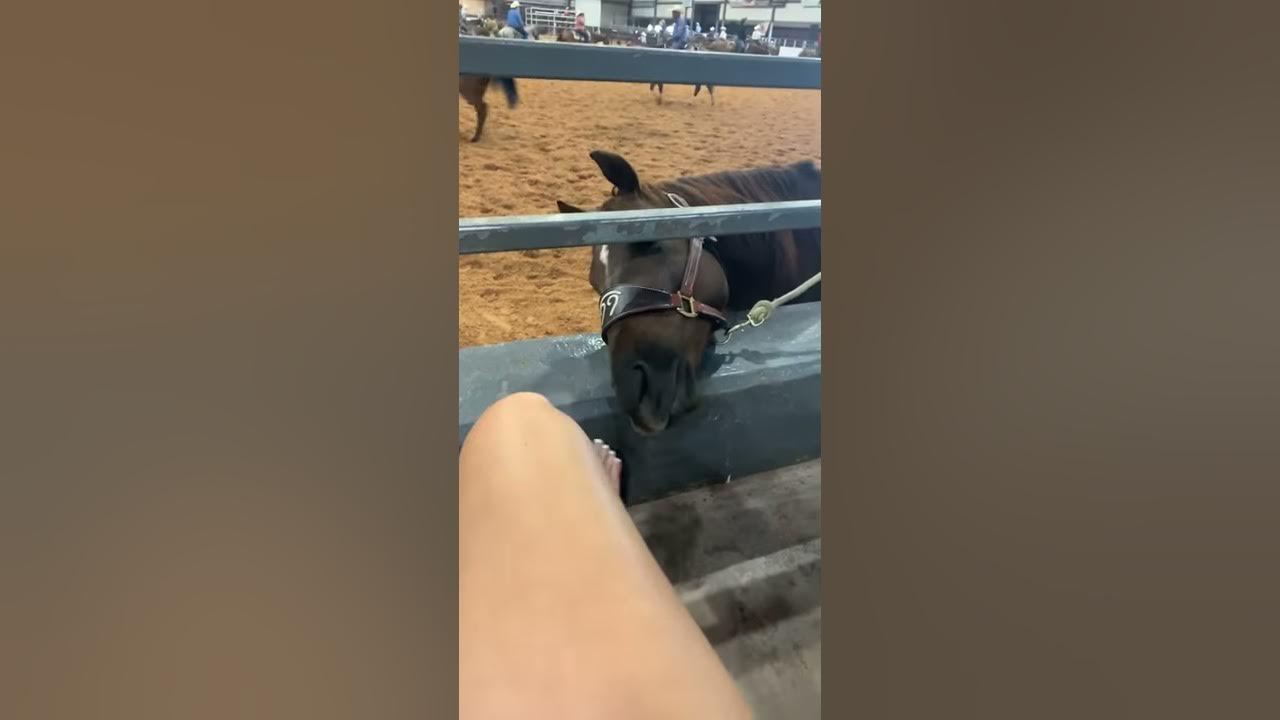 Playful Horse Nibbles at Toes ViralHog YouTube