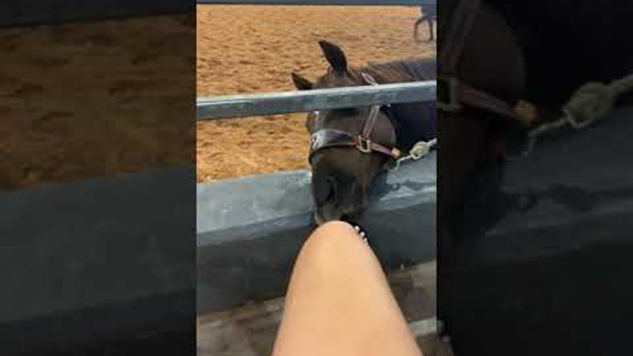 Playful Horse Nibbles at Toes ViralHog YouTube