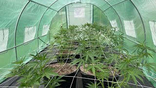 Outdoor grow 2023: Humboldt jelly Donutz & Gazzurple update