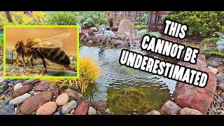 The Importance Of Having A Water Feature In Your Garden Cannot Be Underestimated by Plant Abundance 5,116 views 1 year ago 2 minutes, 24 seconds