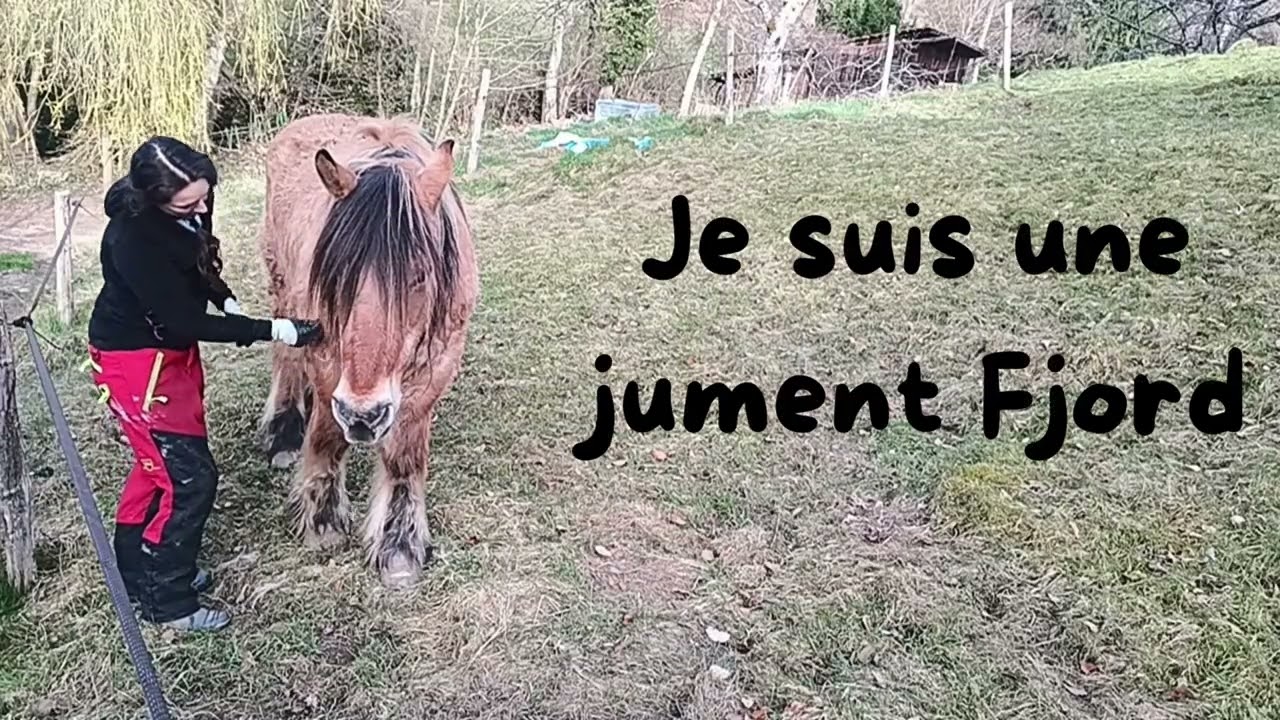 Comment épiler un cheval (ce n'est pas de la maltraitance)
