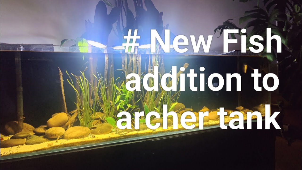 Adding new fishes to Archerfish tank 
