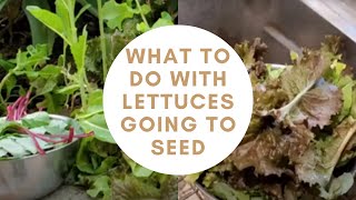 What To Do With Lettuce and Greens When Theyre Going to Seed. No Bitter Taste!