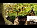 CULTIVO SIN TRANSPLANTES!!!! DIA 21 DE FLORA!!!