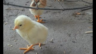 Baby Chick Sounds | Cutest Baby Chickens by Puppies TV 415 views 10 months ago 1 minute, 26 seconds