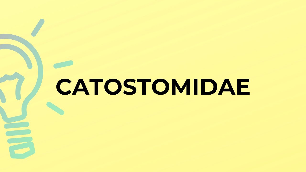 What is the meaning of the word CATOSTOMIDAE?