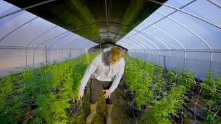 Cannabis Greenhouse Irrigation in Oklahoma