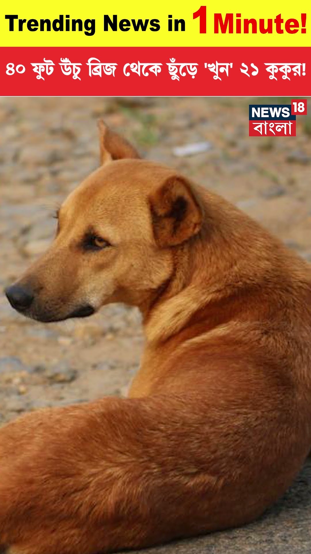 ৪০ ফুট উঁচু ব্রিজ থেকে ছুঁড়ে 'খুন' ২১ কুকুর, Telangana য় নারকীয় ঘটনা! Dog | Trending | N18S #shorts