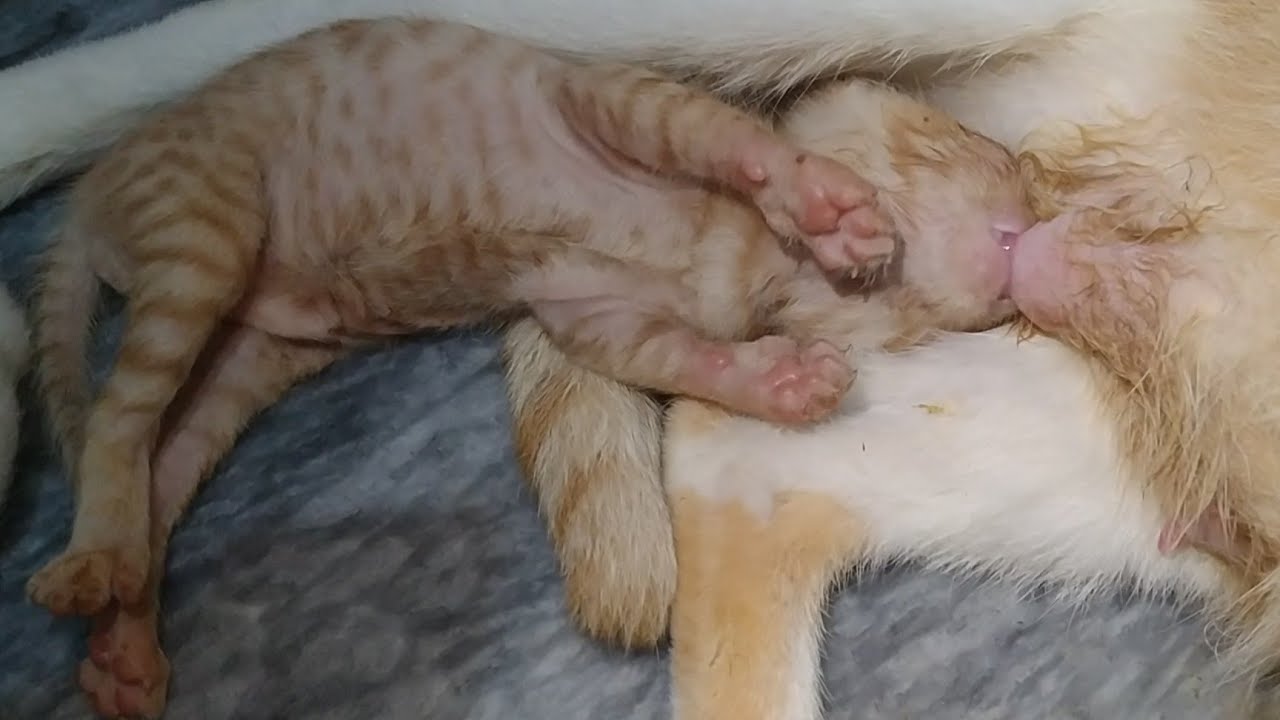 2 Adorable Newborn Baby Kittens Fighting For Milk One Kitten Got Amazing Grip Didn't Let Go His Spot