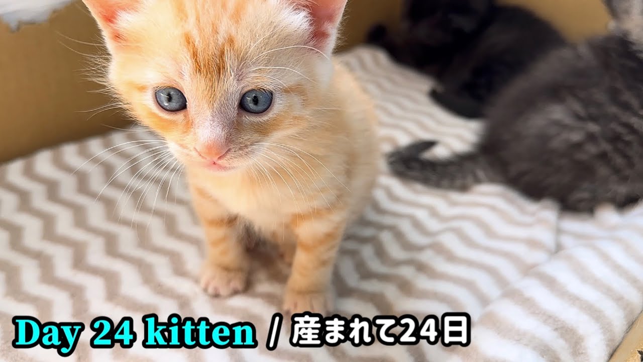 BGM無し】元野良ママが産んだ子猫の成長記録 - YouTube