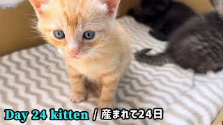 【BGM無し】元野良ママが産んだ子猫の成長記録