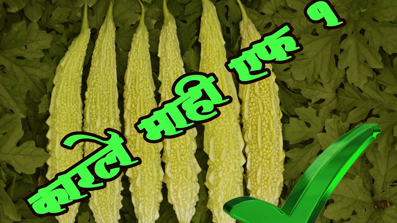 पांढरे कारले नेत्रा माही एफ 1( नावातच सर्वकाही)