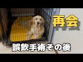 【誤飲手術その後】笑顔の再会