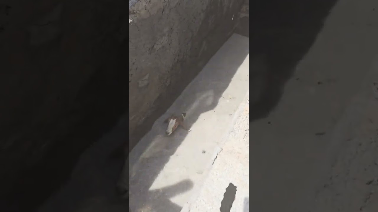 Acaricide Dip Treatment for Sheep: Effective Parasite Control 