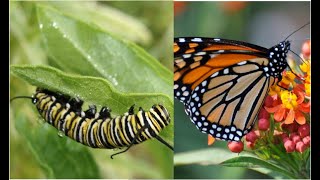 How Caterpillars Change into Butterflies, with Dr Richard Kent
