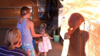 Flattery grandchildren feeding horses