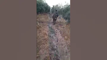 صيد عصفور التين ع الشبك الهوائي 