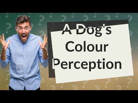 What Colours Can Dogs See Best