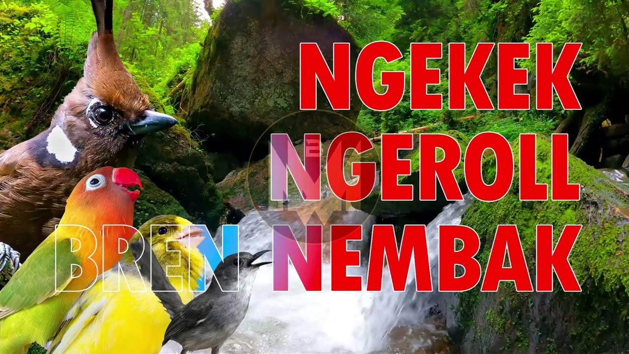 MASTERAN PAKET LENGKAP NGEROLL NGEKEK NEMBAK! Cocok Untuk Burung Lomba Jeda 30 D #masteranmuraibatu