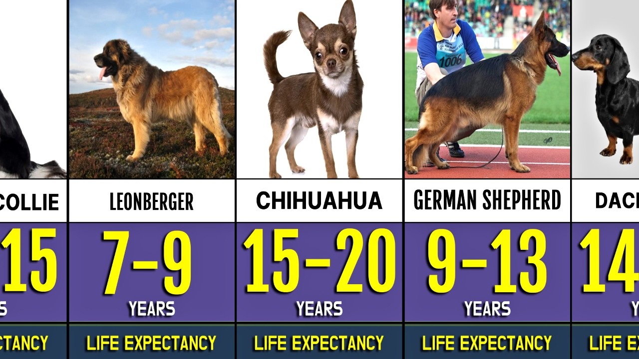 Life Expectancy of Different Dog Breeds | Dog Lifespan by Breed 🐕