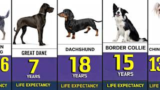 Life Expectancy of Different Dog Breeds | Dog Lifespan by Breed 🐕