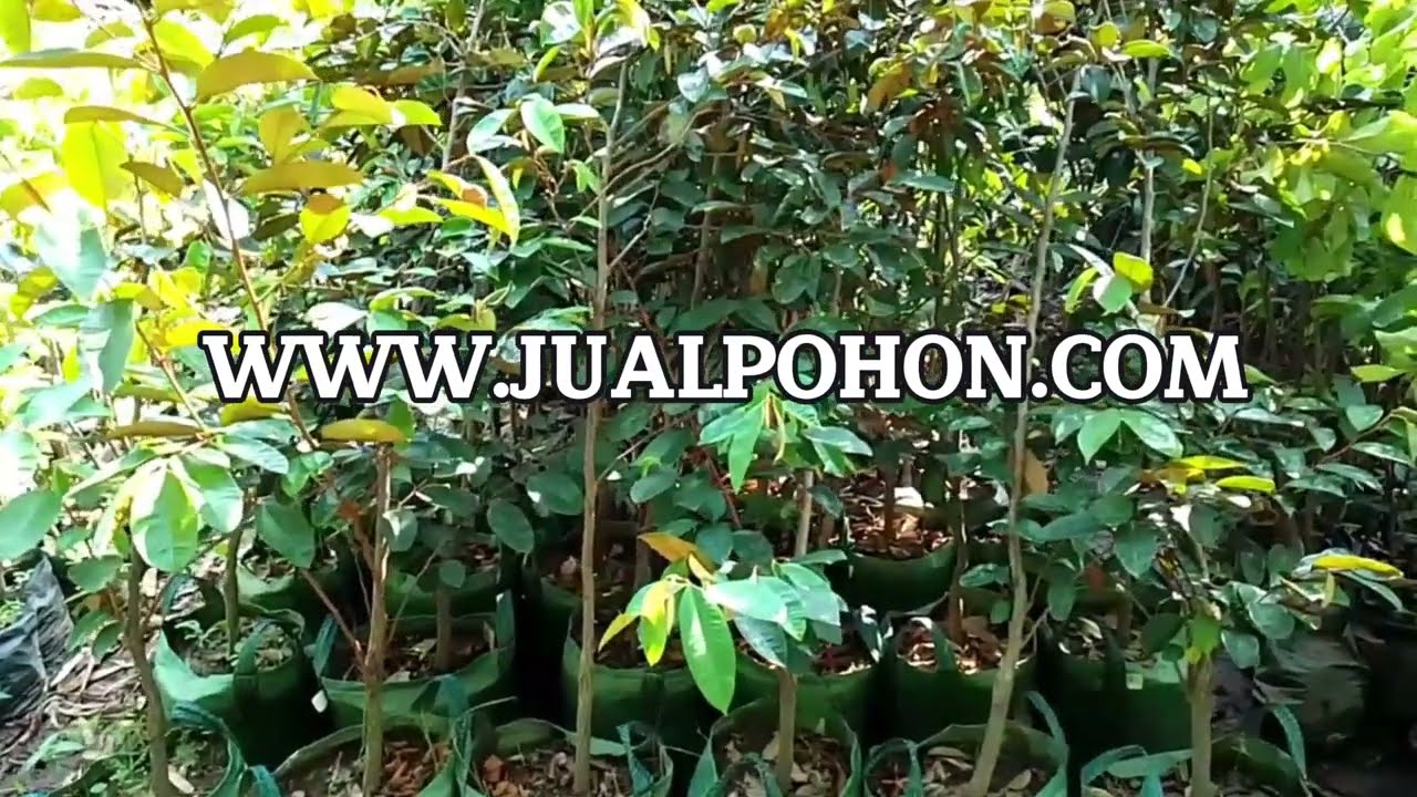 Pohon Sawo Kenitu Ungu Batang Besar Siap Berbuah