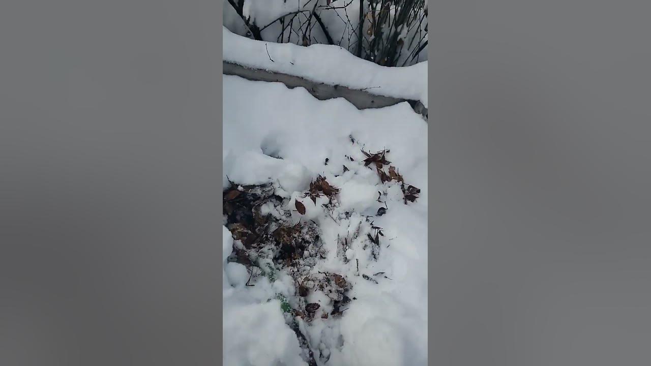 Winter composting #compost #snow #winter #winterstorm - YouTube