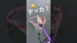 ハイカットDR-SPでロクマル！デッカ！緊迫のランディング！😆