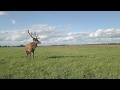 Red stag drone fotage - rykowisko 2018