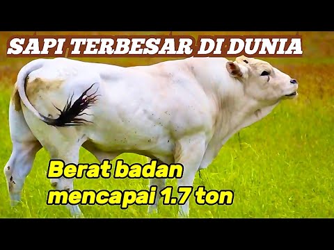 Sapi Tebesar Sapi Lagi INILAH 5 SAPI TERBESAR DI DUNIA - YouTube