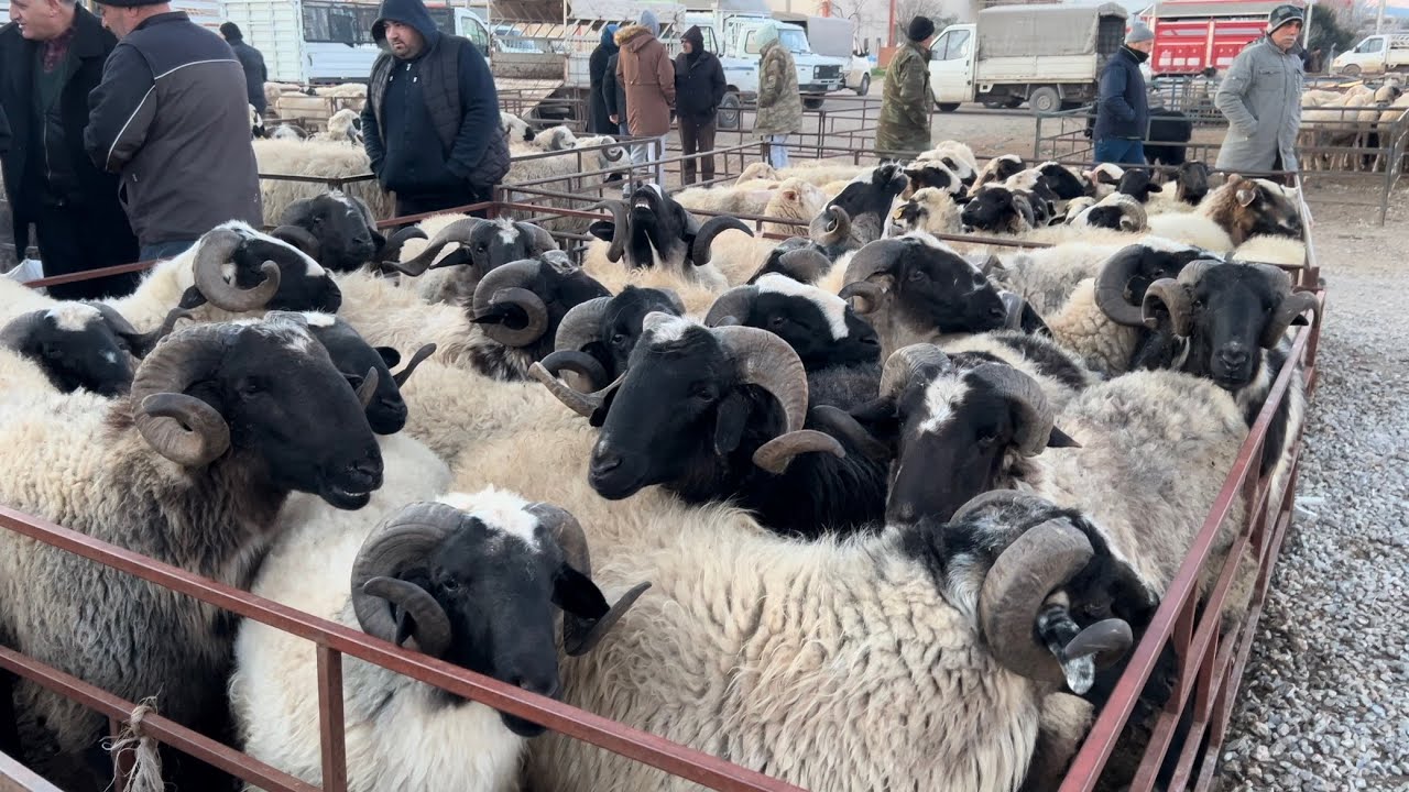TORBALI HAYVAN PAZARINDA GÜNCEL KURBANLIK KOÇ FİYATLARI.