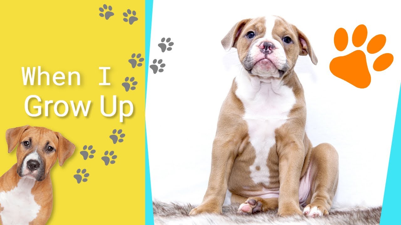 What Are Dogs Known For? YouTube