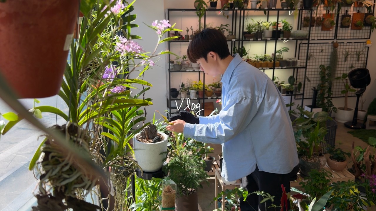 해가 잘 드는 날에는 식물 잎 닦아주는게 제맛 | 식물가게 브이로그