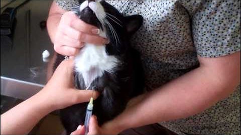 Feline Jugular Venipuncture