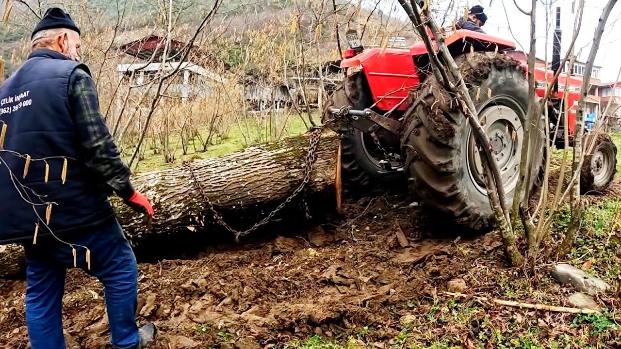 Massey Ferguson Zorlandı! Patinajda Kalan Ağaç Çıktı mı?