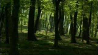 SlendyCat 1 Scene 1