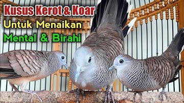 MASTERAN Perkutut lokal kusus suara kerot & koar dijamin bikin gacor