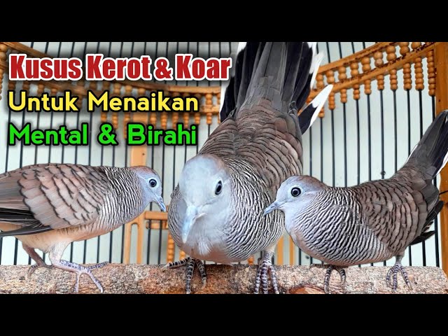 MASTERAN Perkutut lokal kusus suara kerot & koar dijamin bikin gacor class=