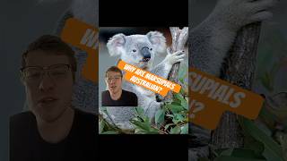 Why Marsupials Live in Australia