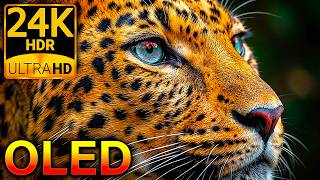 24K HDR 120FPS Animal Kingdom: True Black OLED Dolby Vision (8K/4K Video)