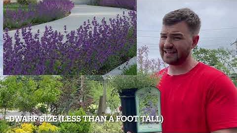 Prevent Weeds Naturally with Groundcover/Border Plants (3 Options)