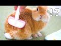 グルーミング中のウサギの反応が可愛かった【No.225】