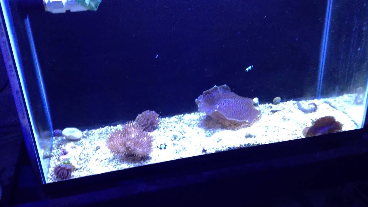 Designer clownfish eating YouTube