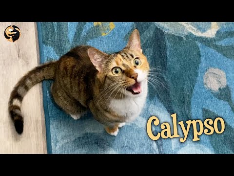 Cat Talks to Human with Weird Gargle Meow