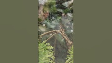 #music #spotify #love #tamilsong #rain #viral #video #videos #shorts #shortvideo #shortsfeed #kids